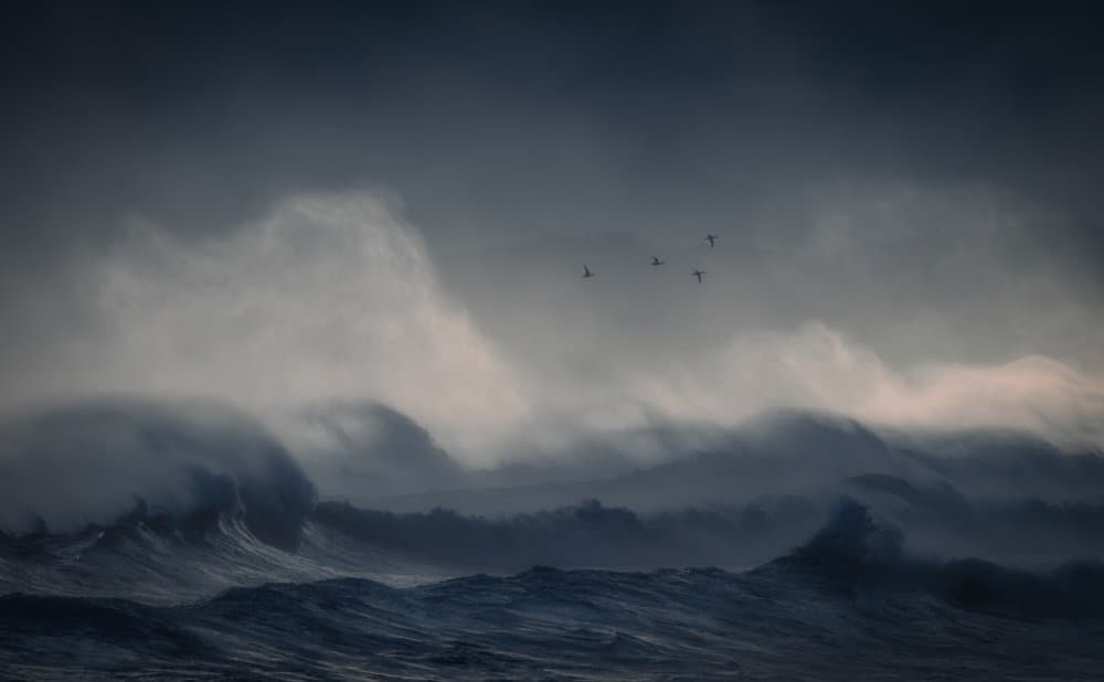 Wild Ocean Birds by Takafumi Yamashita — canvas wall art