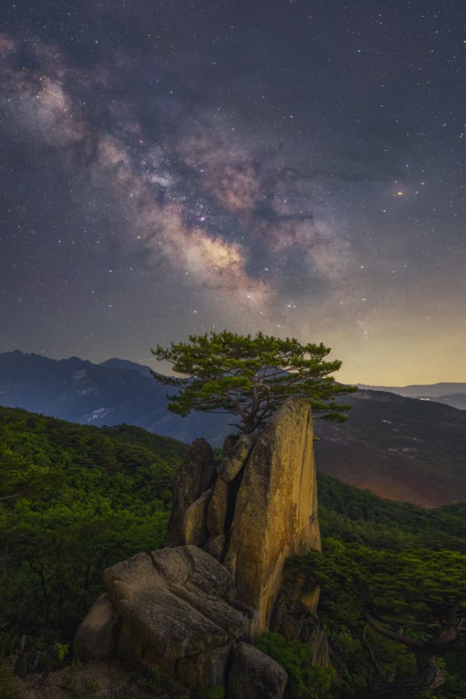Milky Way Pine Sentinel by Tiger Seo — canvas wall art