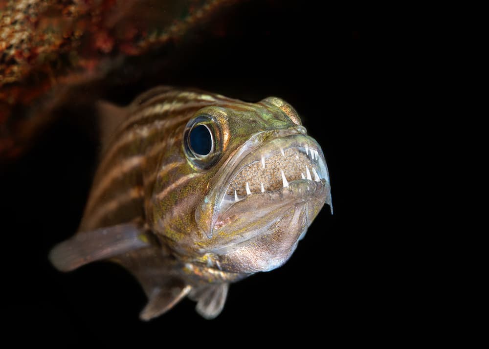Menacing Deep Sea Fish by Jennifer Lu — canvas wall art