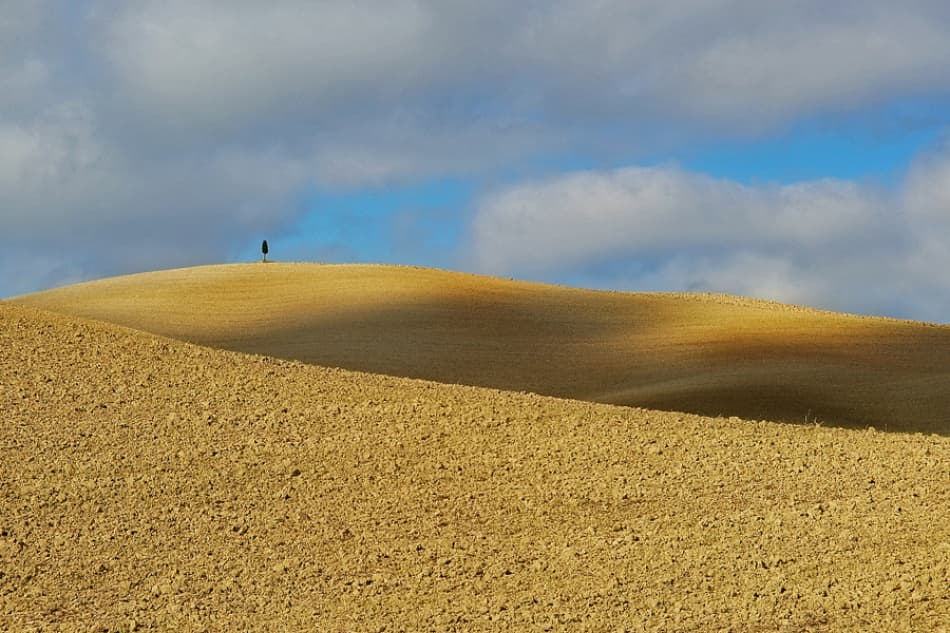 Lone Tree Rolling Hills by Jure Kravanja — canvas wall art