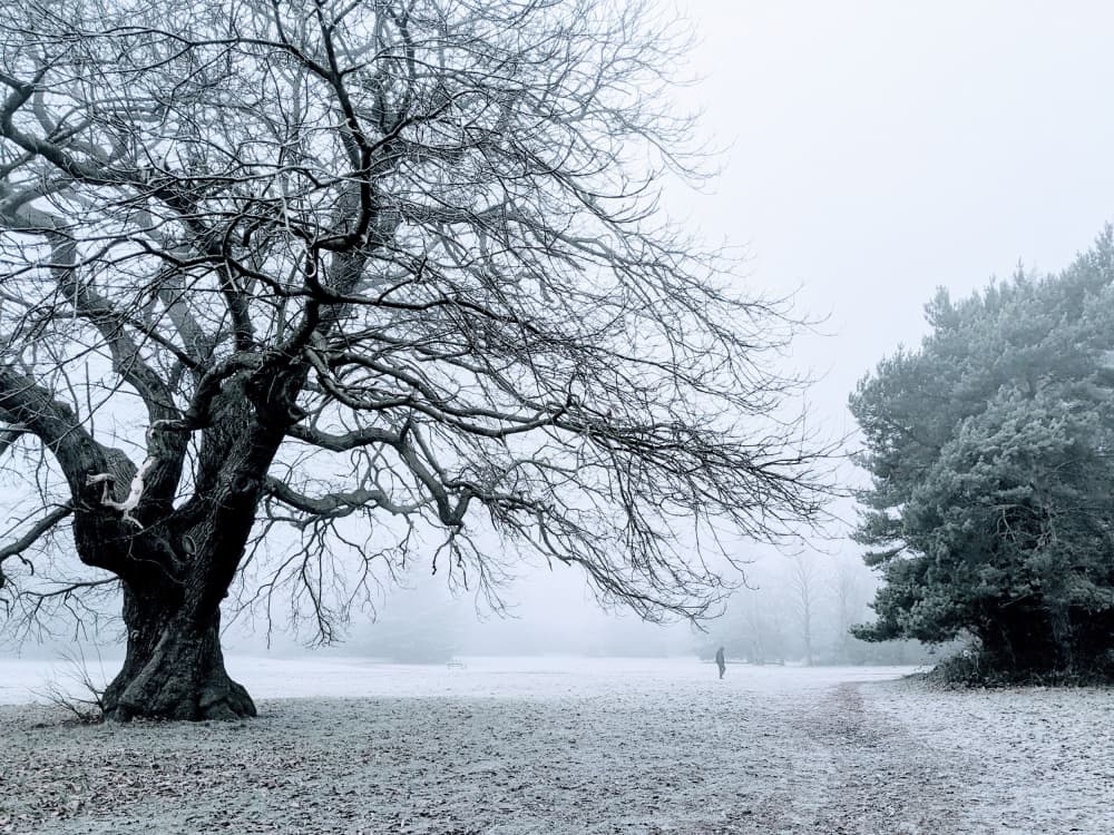 Misty Winter Tree by Elizabeth Allen — canvas wall art