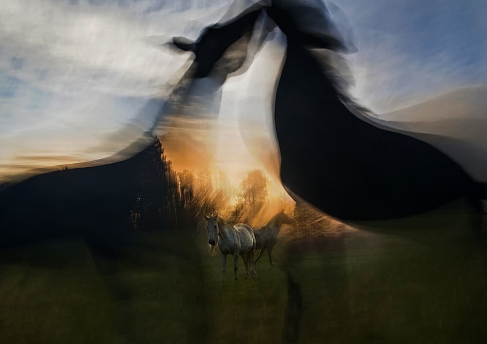 Wild Horses Sunset Dream by Milan Malovrh — canvas wall art