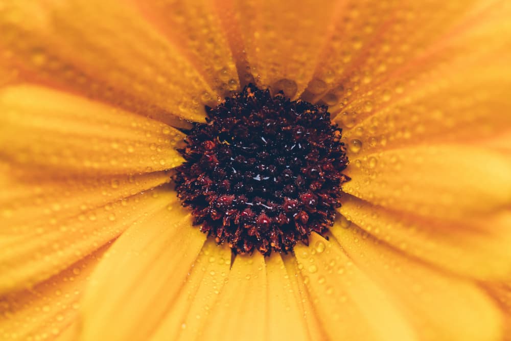 Dewy Yellow Bloom by Javier Pardina — canvas wall art