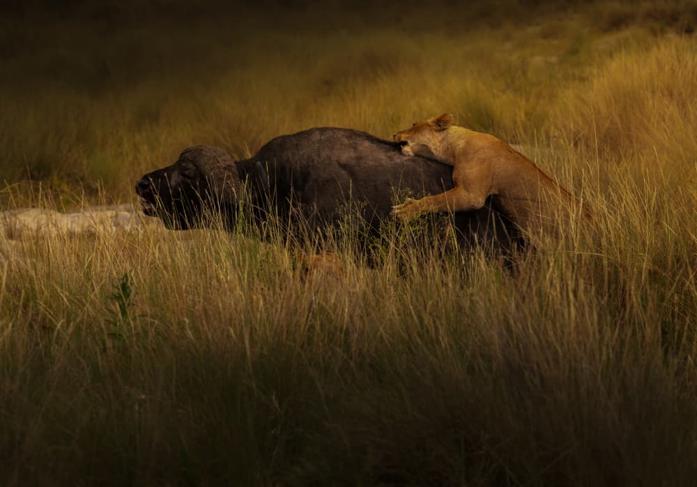 Lioness Hunting Buffalo by Judy Tseng — canvas wall art