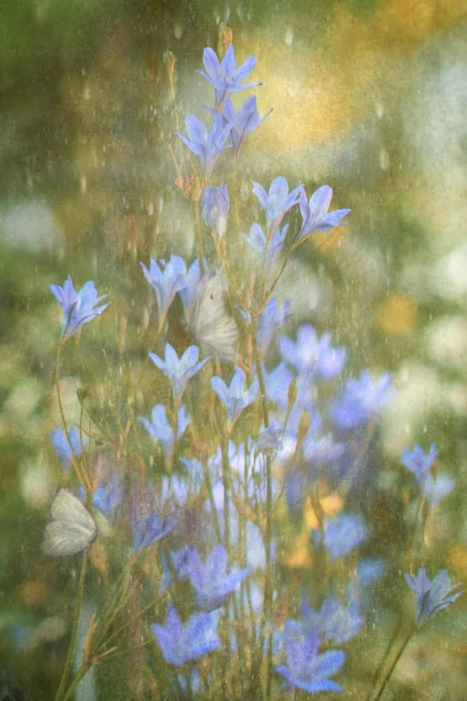 Dreamy Blue Butterflies by Delphine Devos — canvas wall art