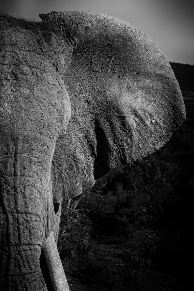 Wild Elephant Monochrome by Dan Edwards — canvas wall art