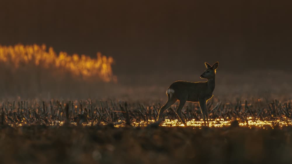 Deer at Golden Hour by Damian Stopczynski — canvas wall art