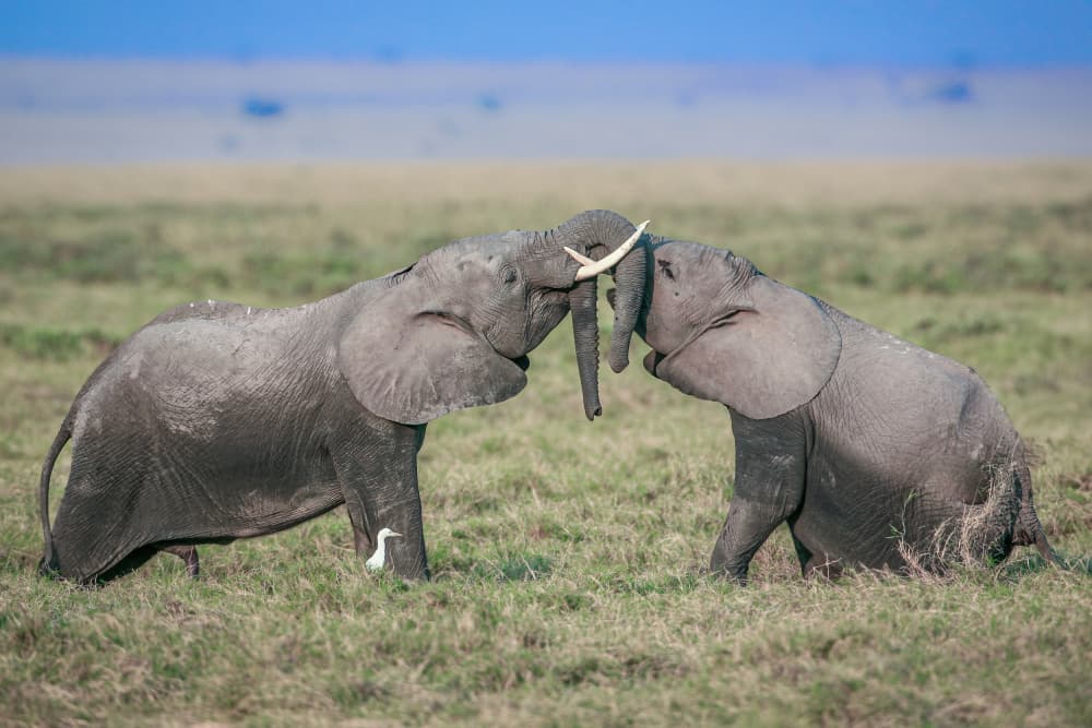 Savanna Elephant Embrace by Jeffrey C. Sink — canvas wall art