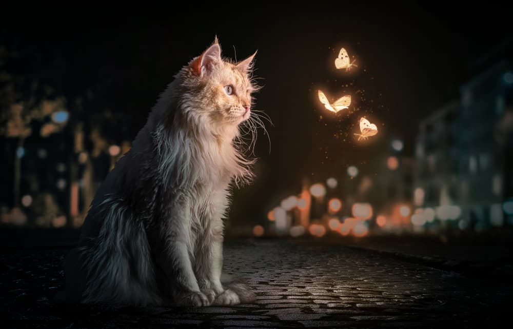 Magic Night Cat by Marcel Egger — canvas wall art