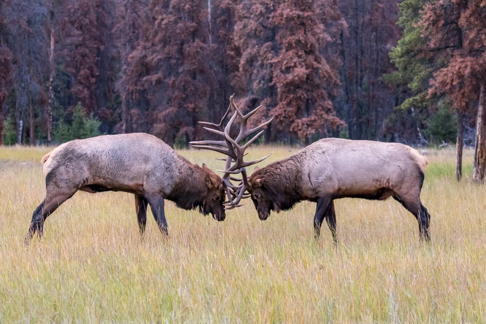 Elk Rut Battle by Siyu_Wei APA — canvas wall art