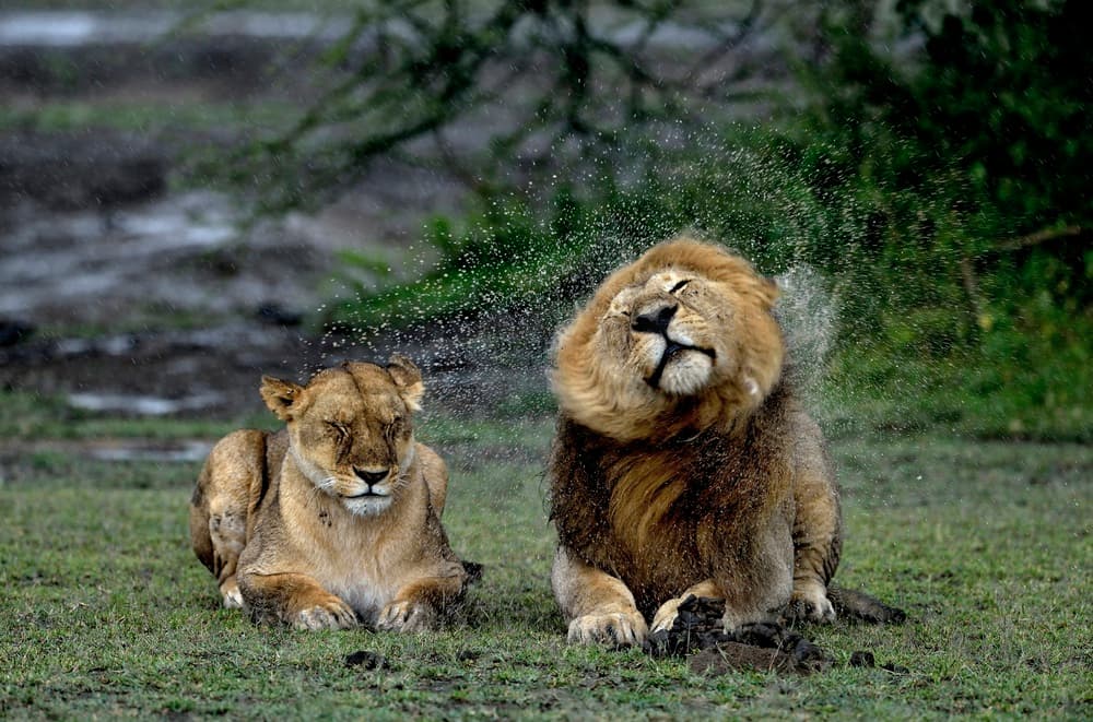 Wild Lions Shaking Water by Giuseppe DAmico — canvas wall art