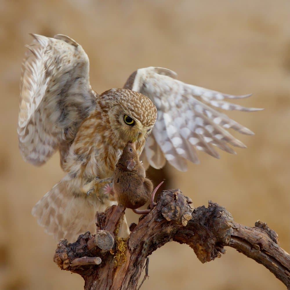 Little Owl Hunting Prey by David Manusevich — canvas wall art