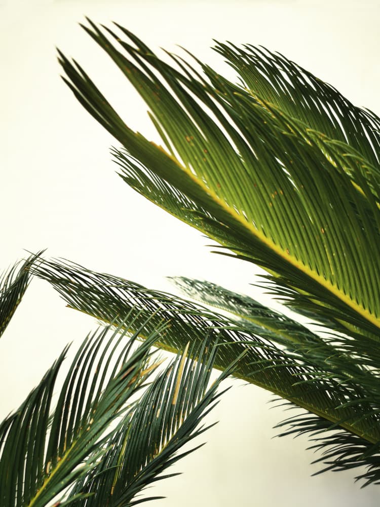 Lush Tropical Leaves by Angelo Cerantola — canvas wall art