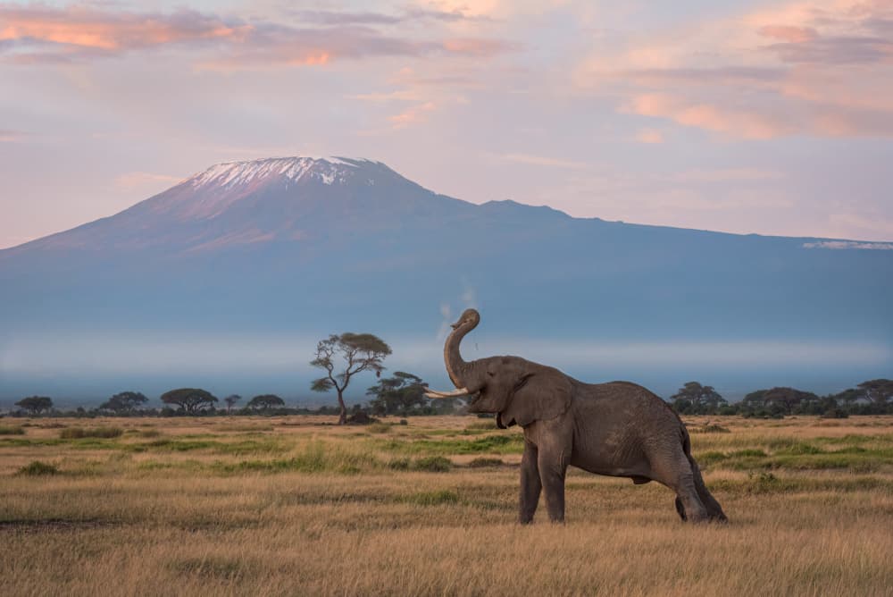 Elephant Under Kilimanjaro by John J. Chen — canvas wall art