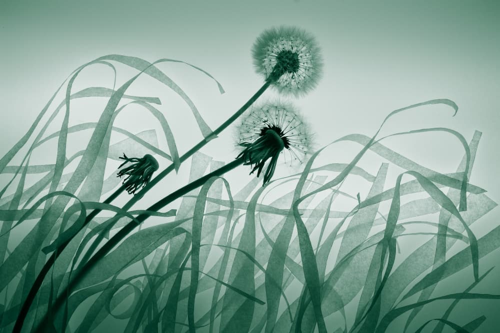 Delicate Dandelion Grass by Shihya Kowatari — canvas wall art