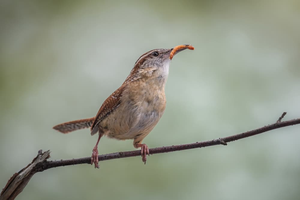 Wren's Fresh Catch by Atul Saluja — canvas wall art