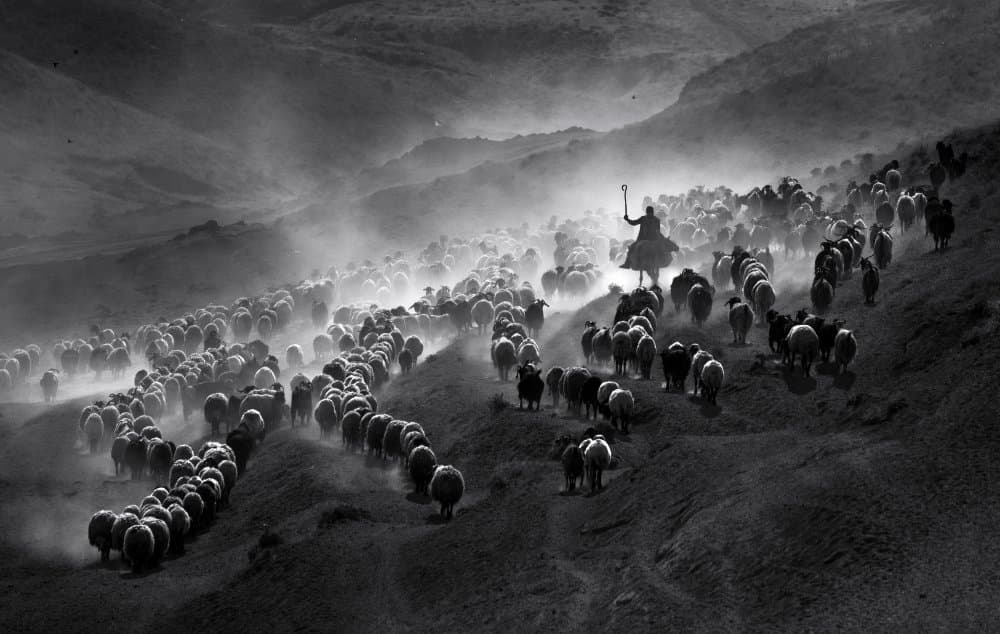 Shepherd's Dusty Journey by durmusceylan — canvas wall art