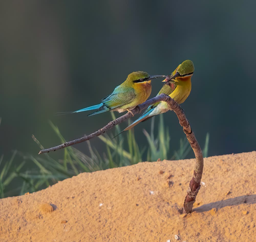 Bee-eaters Sharing Meal by Judy Tseng — canvas wall art