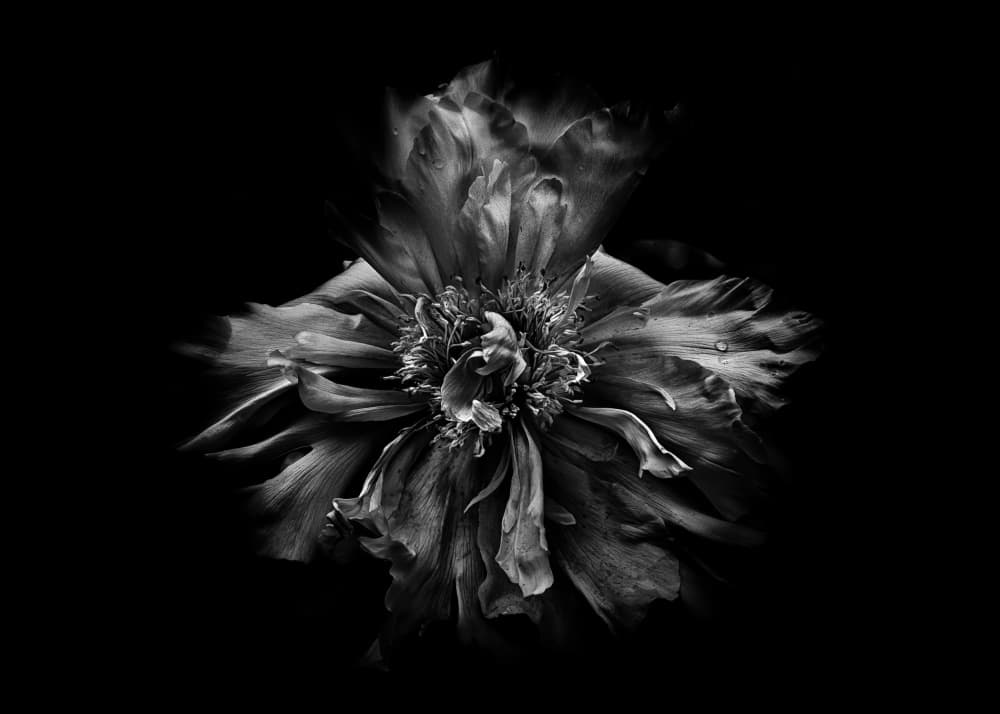 Dramatic Black Peony by The Learning Curve Photography — canvas wall art