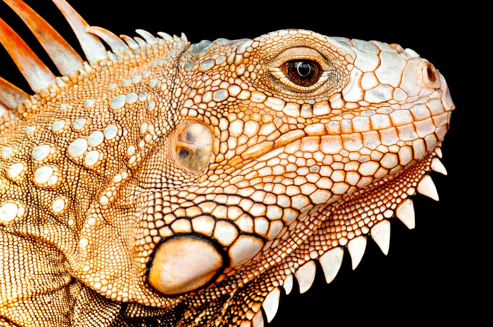 Golden Iguana Portrait by Edy Pamungkas — canvas wall art