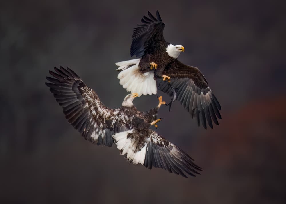 Dynamic Eagle Battle by Hanping Xiao — canvas wall art