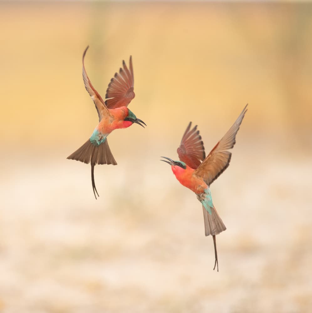 Vibrant Birds in Flight by Cheng Chang — canvas wall art