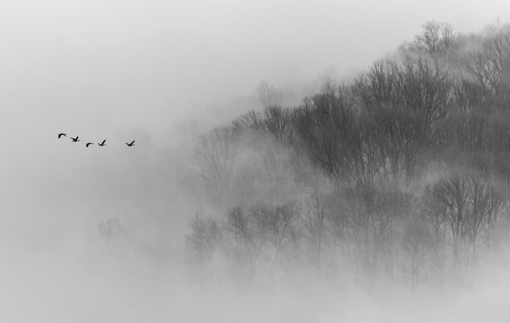Misty Forest Birds Flying by 李从军 / Austin Li — canvas wall art