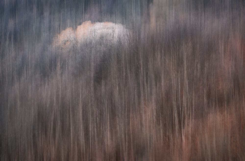 Ethereal Forest Blur by Jingshu Zhu — canvas wall art
