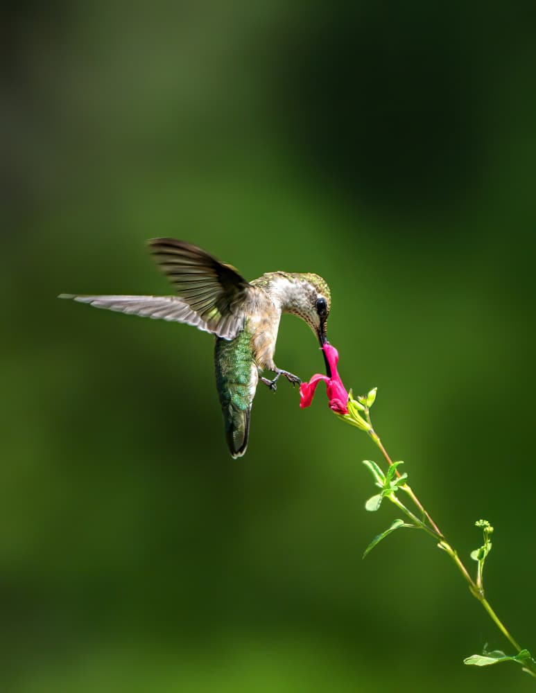 Hummingbird Nectar Feast by Hannah & Wei — canvas wall art