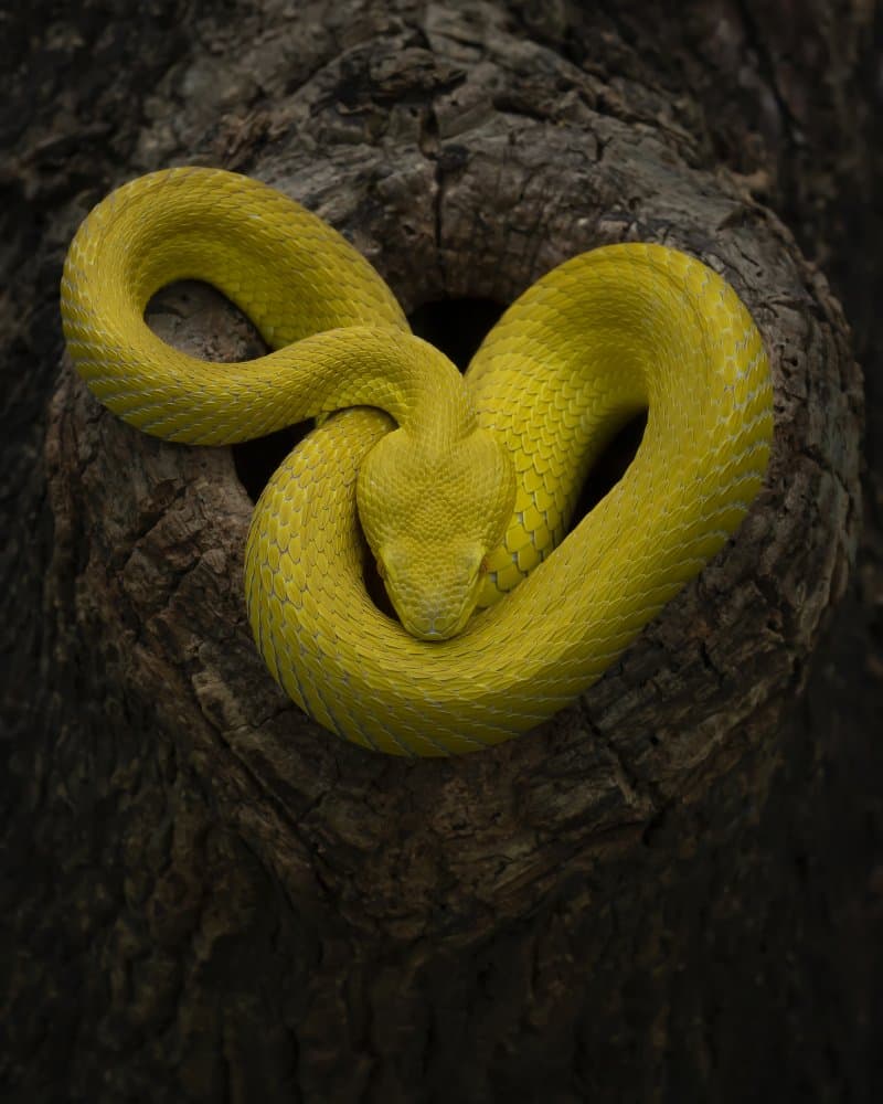 Coiled Yellow Viper by Tantoyensen — canvas wall art