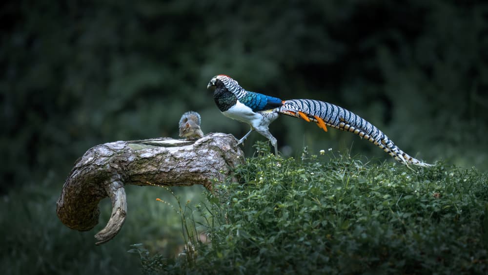 Elegant Forest Pheasant by tianhuayu — canvas wall art