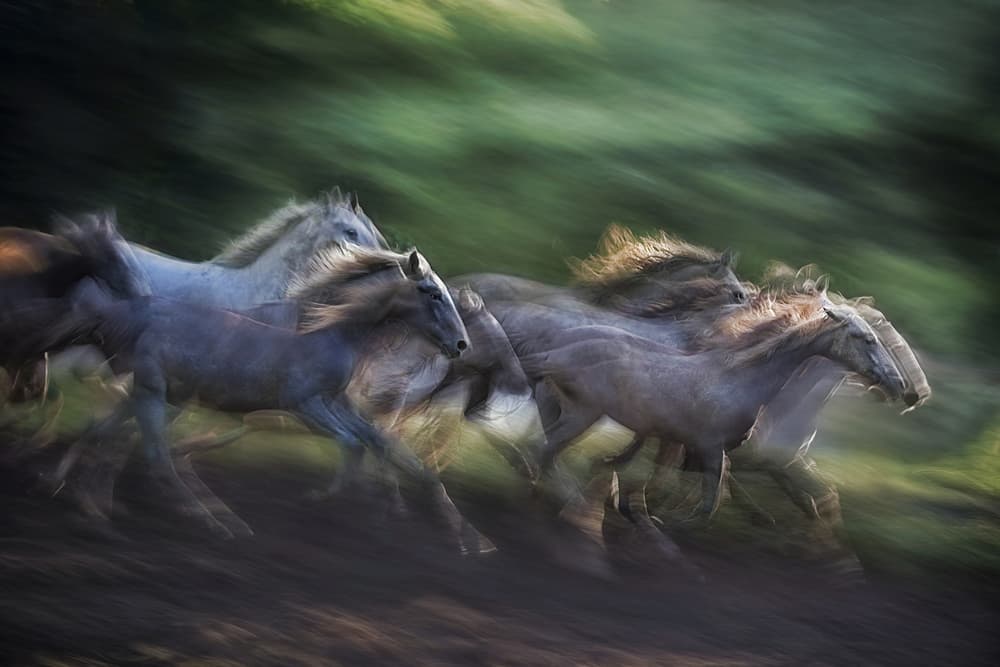 Running Wild Horses by Milan Malovrh — canvas wall art