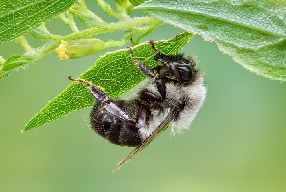 Fuzzy Bee Under Leaf by Atul Saluja — canvas wall art