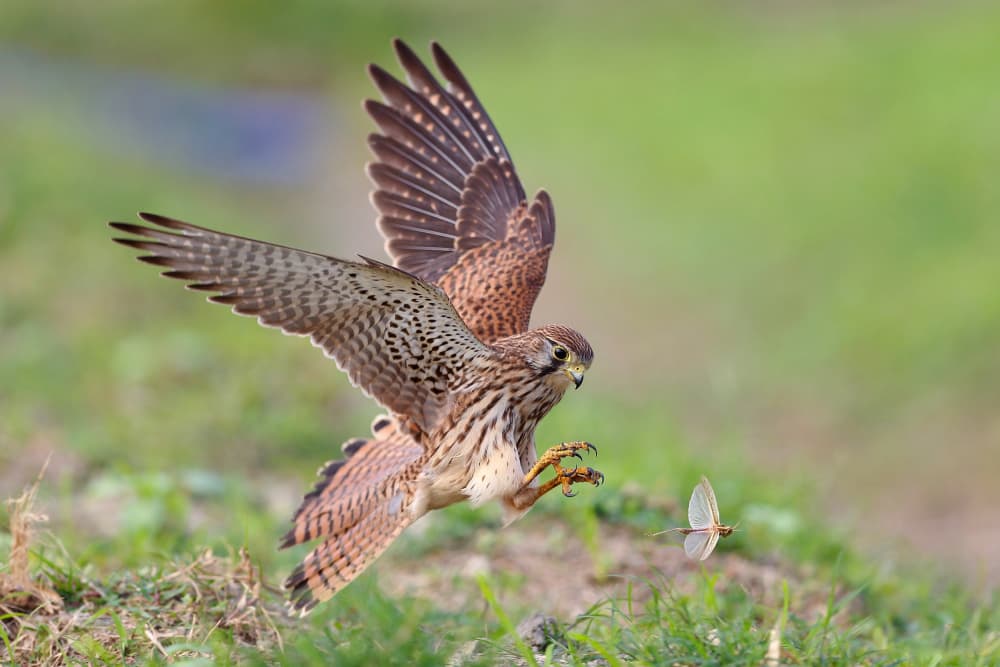 Kestrel Dragonfly Hunt by Gavin Lam — canvas wall art