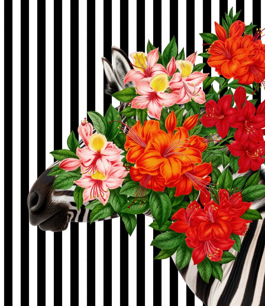 Tropical Zebra Bloom by Marja van den Hurk — canvas wall art