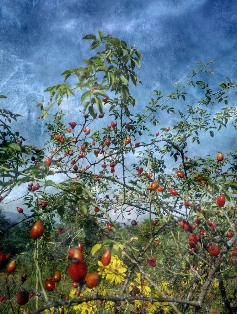 Rose Hips Under Blue Sky by Angelo Cerantola — canvas wall art
