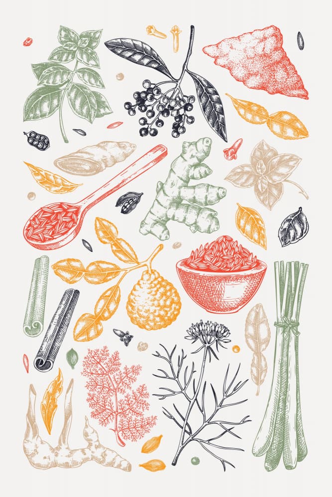 Fresh Culinary Herbs and Spices by Yevheniia Lytvynovych — canvas wall art
