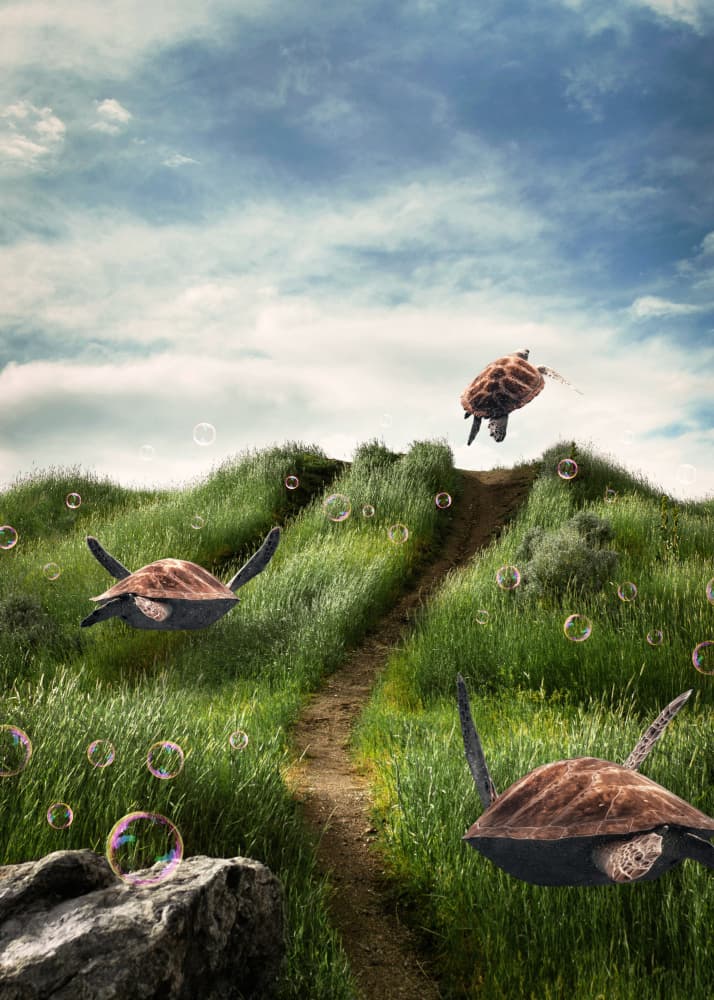 Whimsical Flying Turtles by Ariz Rab — canvas wall art