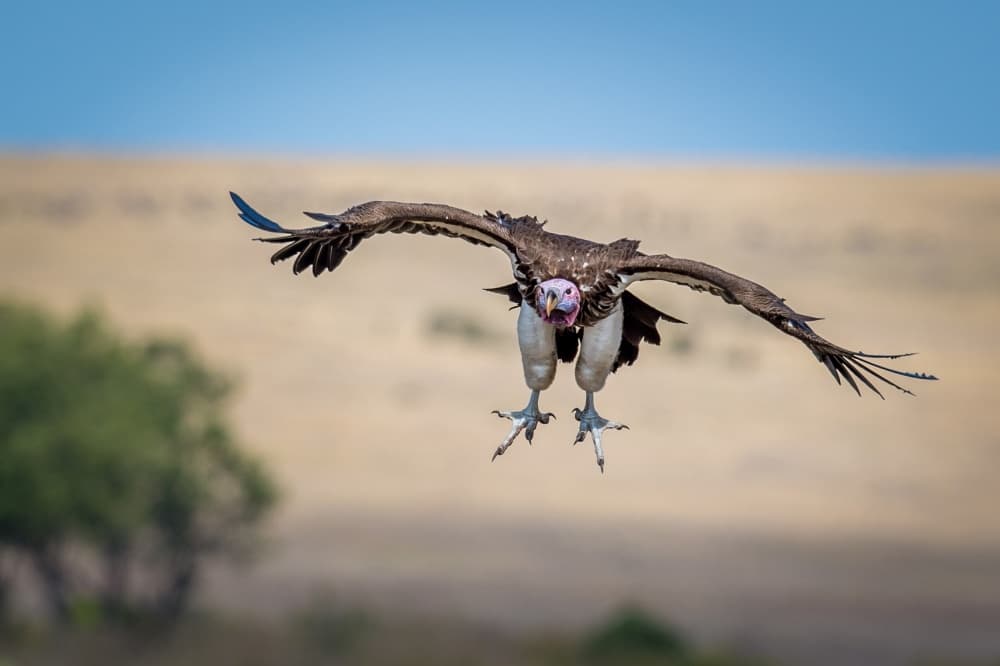 Wild Vulture Flight by Jeffrey C. Sink — canvas wall art