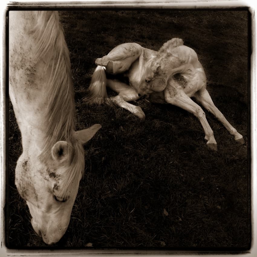 Newborn Foal With Mare by Milan Malovrh — canvas wall art