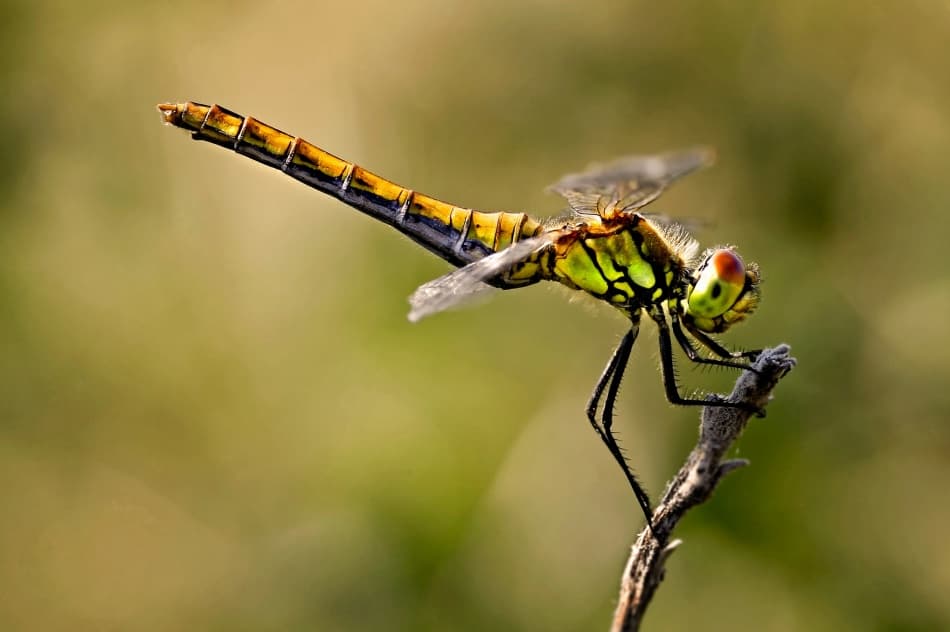 Vibrant Dragonfly on Branch by Niels Christian Wulff — canvas wall art