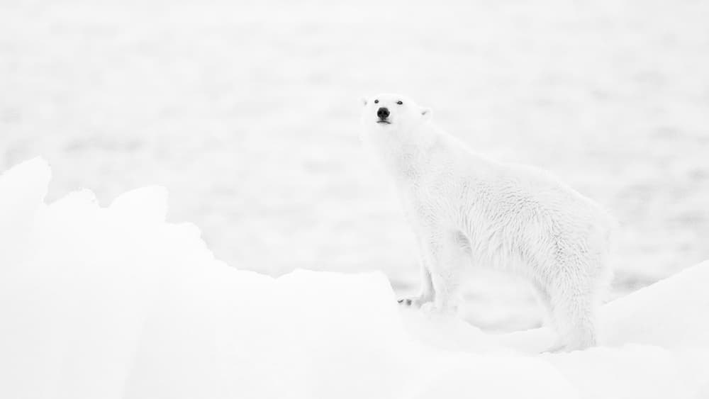 Arctic Polar Bear by Joan Gil Raga — canvas wall art