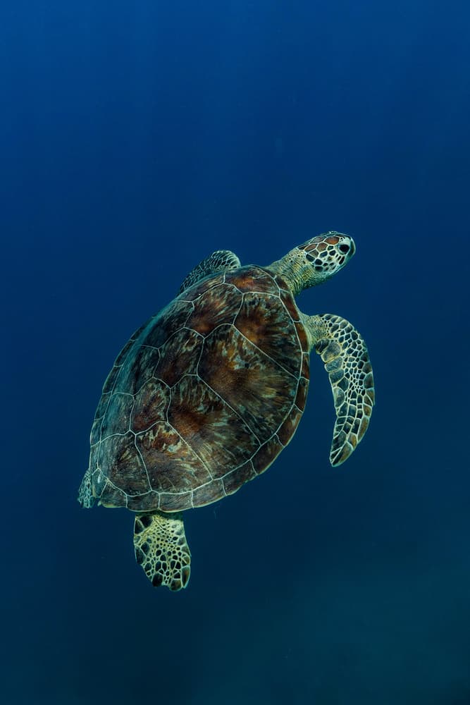 Solitary Sea Turtle by Serge Melesan — canvas wall art