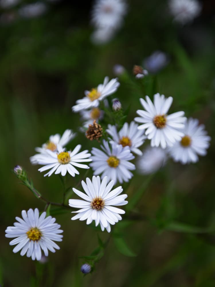 Delicate Daisy Blooms by Lynann Colligan — canvas wall art
