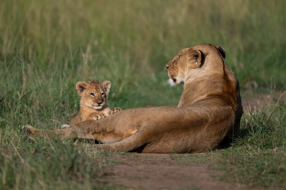 African Lioness And Cub by Bjoern Alicke — canvas wall art