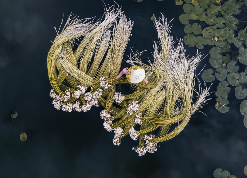 Floating Lily Harvest by Nguyen Tan Tuan — canvas wall art