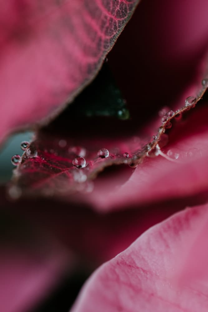 Pink Leaf Dew Drops by Javier Pardina — canvas wall art