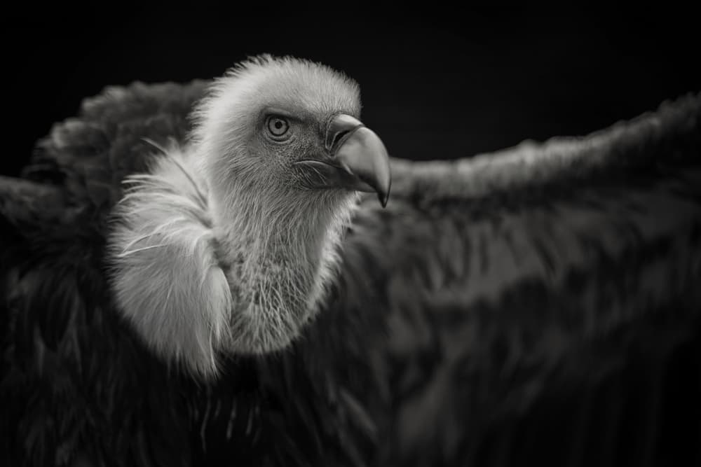 Striking Vulture Portrait by Mathilde Guillemot — canvas wall art