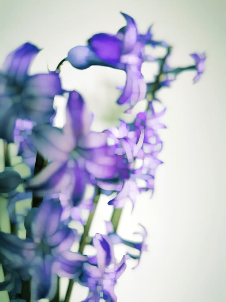 Soft Purple Blooms by Angelo Cerantola — canvas wall art