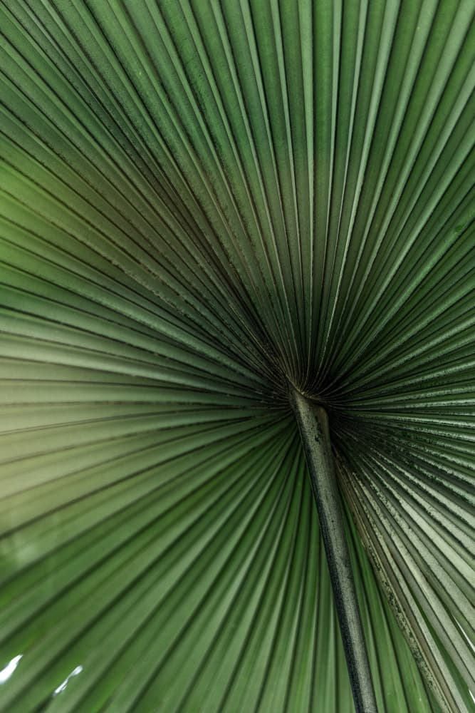 Green Palm Leaf by Mareike Böhmer — canvas wall art